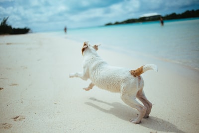 一条白色和棕色短毛狗在海边奔跑